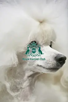Crufts 2018