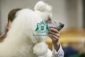 Crufts 2018