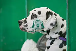 Crufts 2018