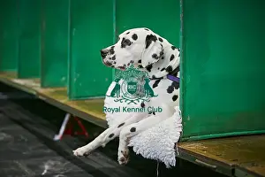 Crufts 2018