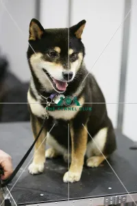 Crufts 2018
