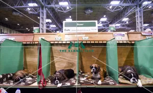 Crufts 2018