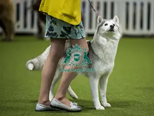 Crufts 2018