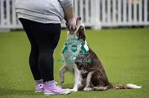 Crufts 2018