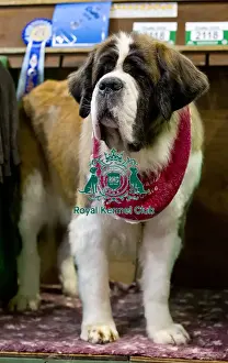Crufts 2018