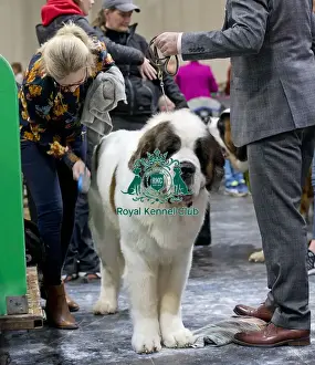 Crufts 2018