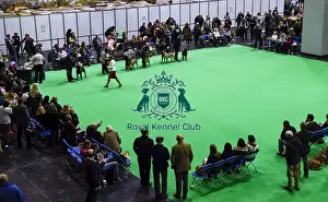 Crufts 2018