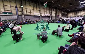 Crufts 2018