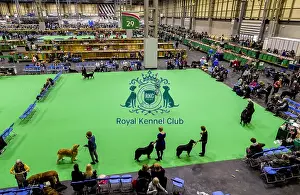 Crufts 2018