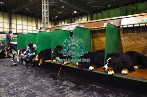 Crufts 2018