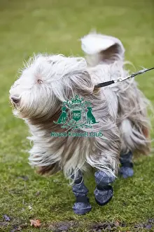 Crufts 2018