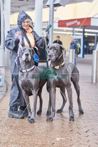 Crufts 2018