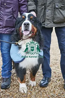 Crufts 2018