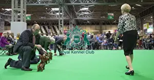 Crufts 2018
