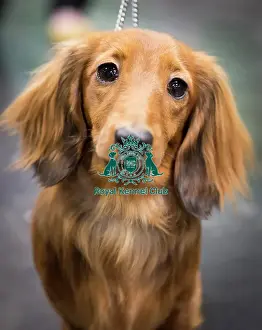 Crufts 2018
