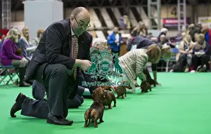 Crufts 2018