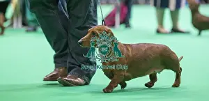 Crufts 2018