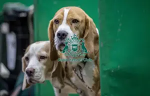 Crufts 2018