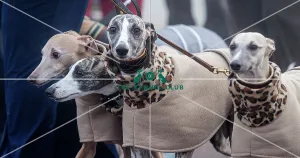 Crufts 2018