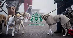 Crufts 2018