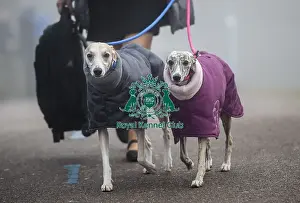 Crufts 2018