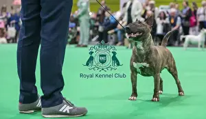 Crufts 2018