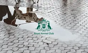 Crufts 2018