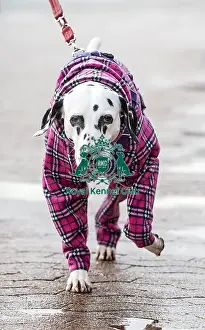 Crufts 2018