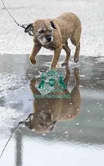 Crufts 2018