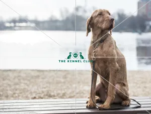 Crufts 2018
