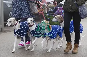 Crufts 2018