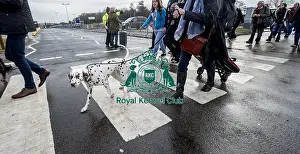 Crufts 2018