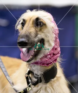 Crufts 2018