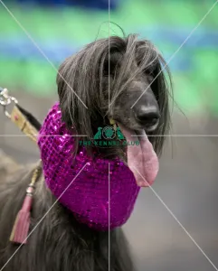 Crufts 2018