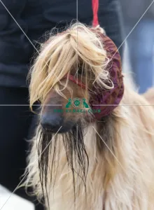 Crufts 2018