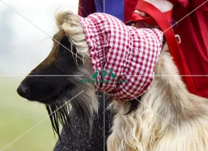 Crufts 2018