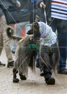 Afghan Hound
