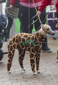 Crufts 2018