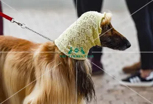 Crufts 2018