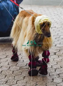 Crufts 2018