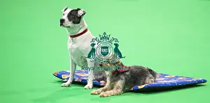 Crufts 2018