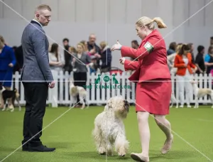 Crufts 2018