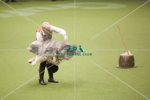 Crufts 2018