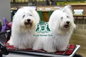 Crufts 2018