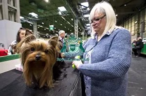 Crufts 2018