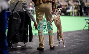 Crufts 2018