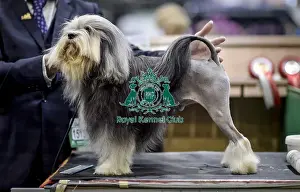 Crufts 2018