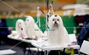 Crufts 2018