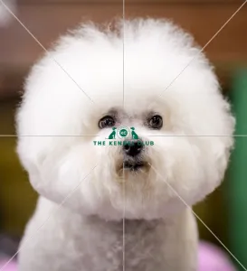 Crufts 2018