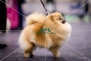 Crufts 2018